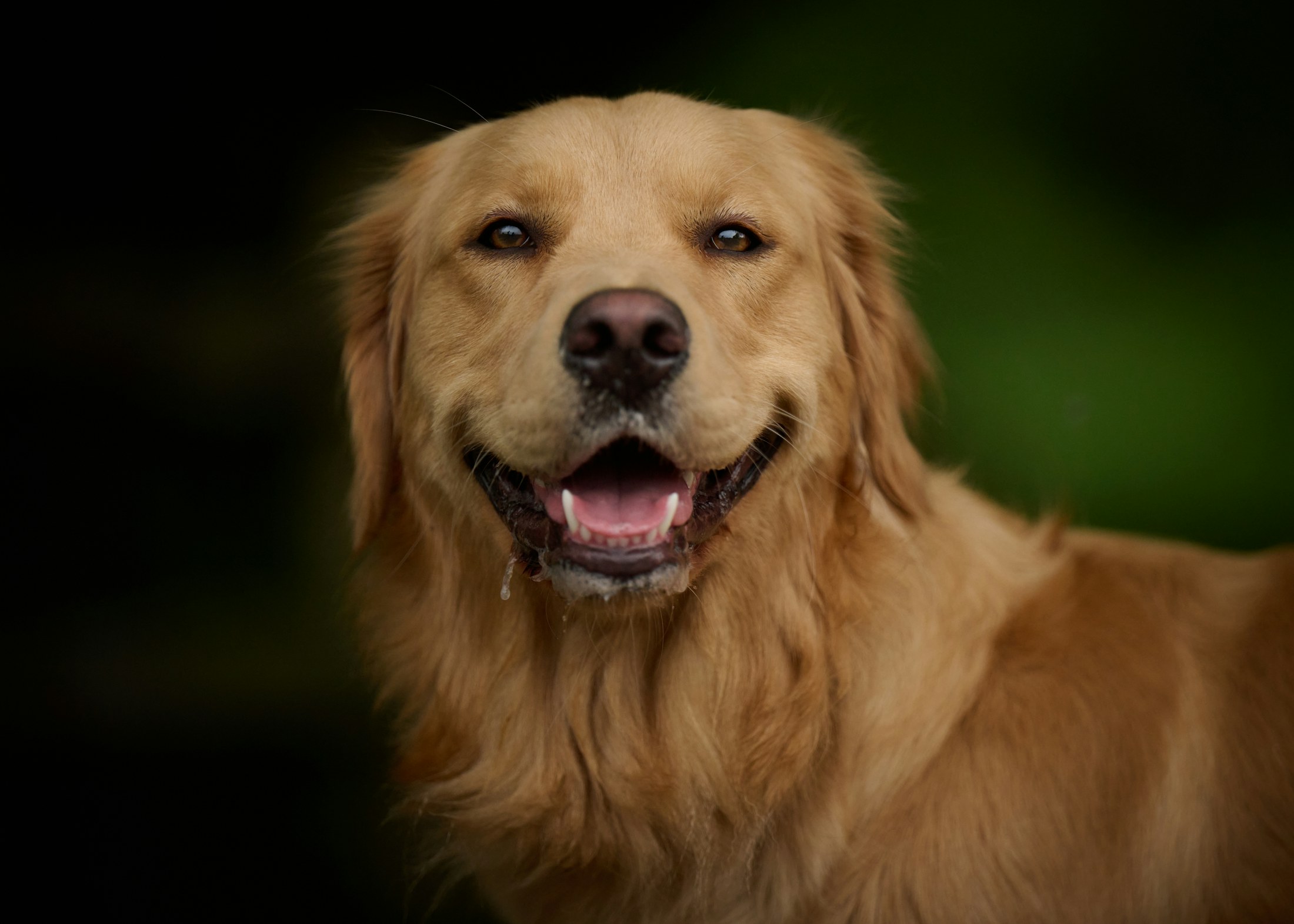 A golden retriever smiling at the camera